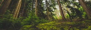 A green mossy forest photographed from the ground, looking up at an angle.