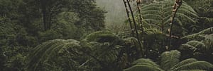 A dark rainforest - shot with a view looking across the top of some low lying fern type plants. What is therapy?